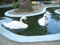 Лебеди на территории нашего отеля.